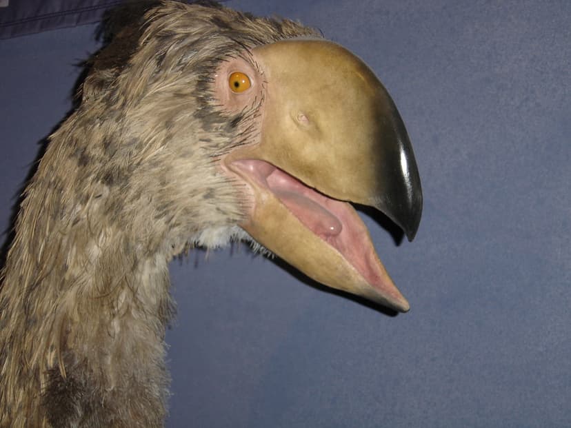 Big Bird has love child with Skeksis Chancellor! | Close up … | Flickr