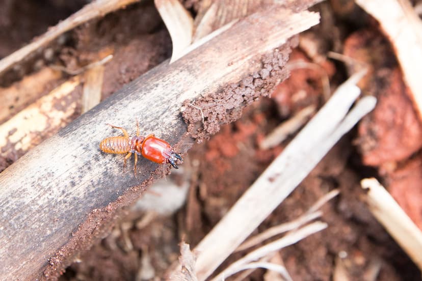 Blattodea (Order) - Termites, CA Trial, Chitedze, Residues… | Flickr