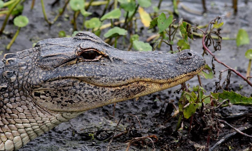 American Alligator (Alligator mississippiensis) | Orlando We… | Flickr