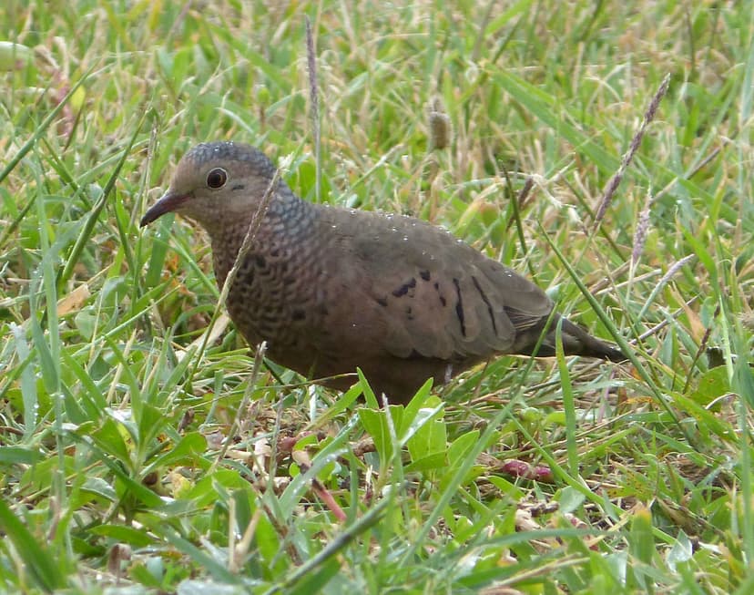 Common Ground Dove. Columbina passerina (1) | Cayo Coco, Cub ...