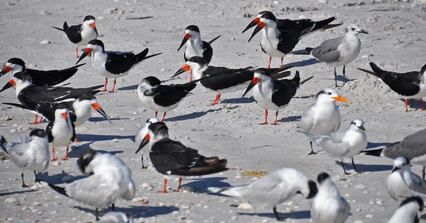 Rynchops niger (black skimmers) (Sanibel Island, Florida, … | Flickr