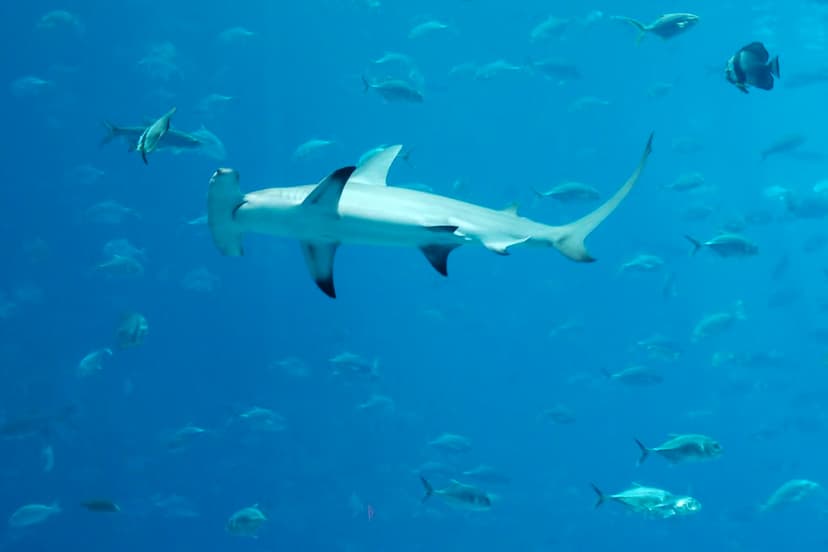 Georgia Aquarium - Hammerhead Shark | Josh Hallett | Flickr