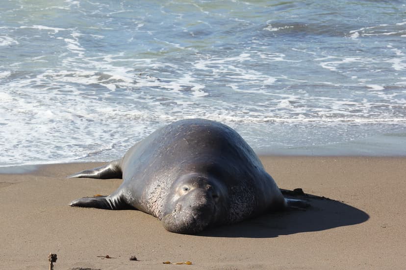 Bull Elephant Seal | Life's rough, isn't it? This guy looks … | Flickr