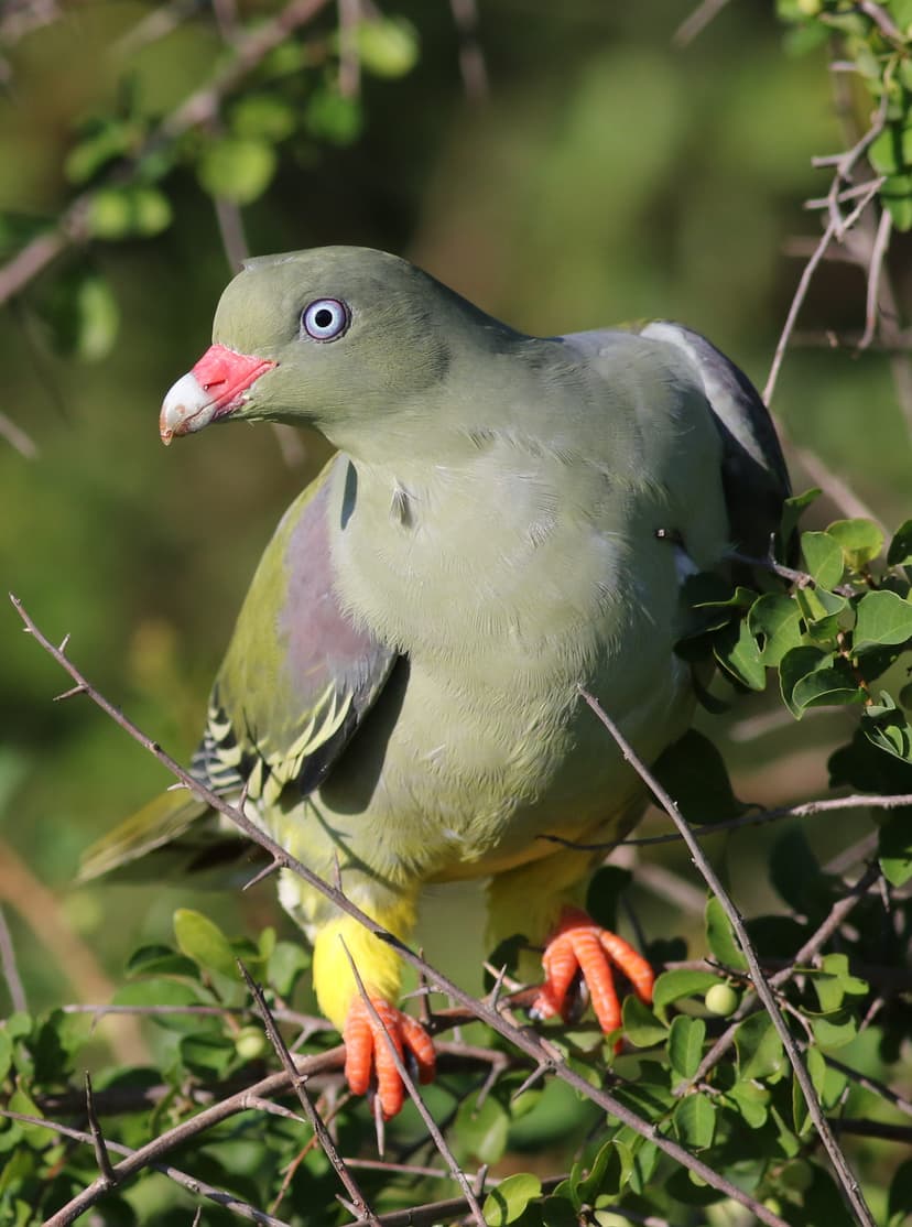 File:African green pigeon, Treron calvus, Kruger main road near ...