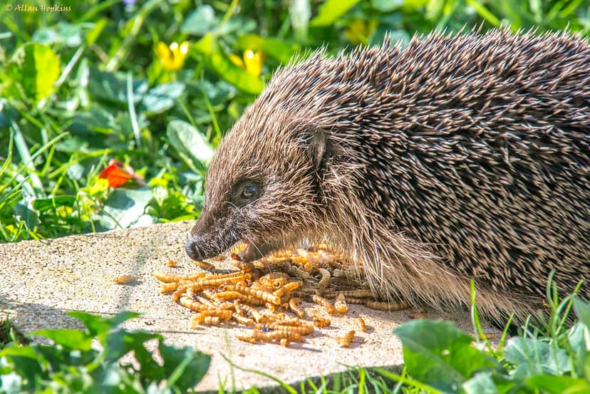 European hedgehog (Erinaceus europaeus) | This little fella … | Flickr