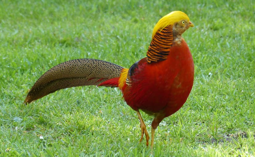 Golden pheasant (Chrysolophus pictus) | I am surprised to fi… | Flickr