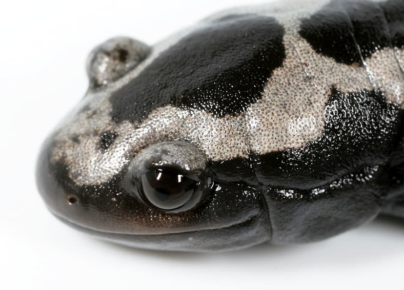 Marbled Salamander--happy smile | Detail of head from from i… | Flickr