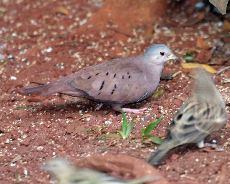 Ruddy Ground-Dove (Columbina talpacoti) | Ruddy Ground-Dove … | Flickr