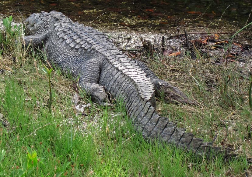 Alligator mississippiensis (American alligator) (Sanibel I… | Flickr