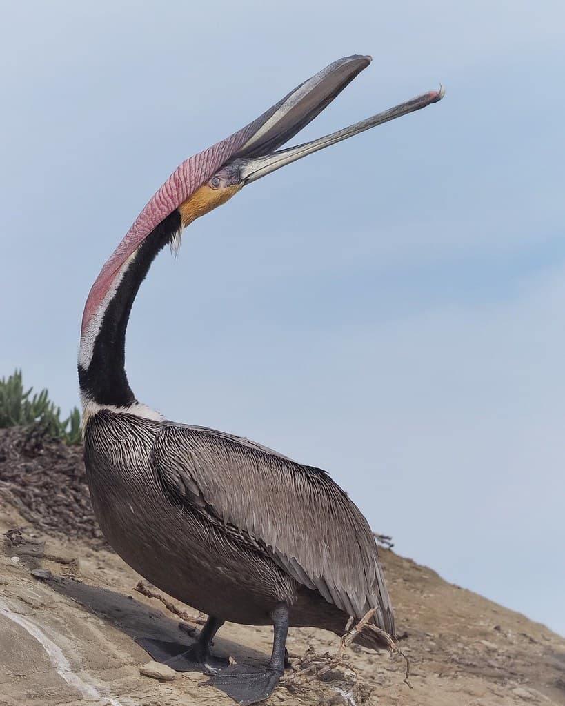 Pelican Pouch Stretch | Brown Pelican on the La Jolla cliffs… | Flickr