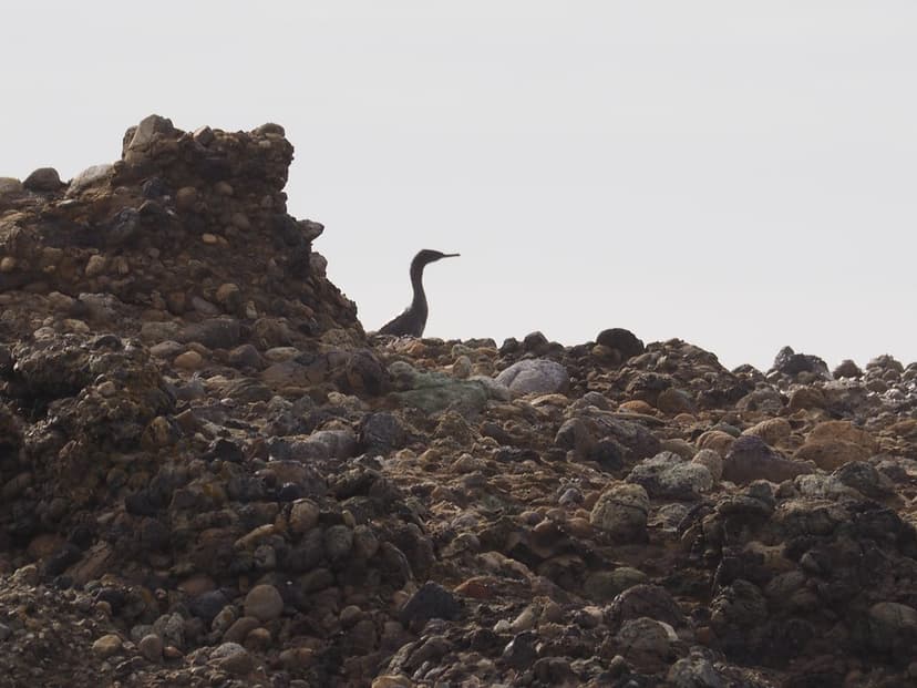 Pelagic Cormorant, Phalacrocorax pelagicus | Monterey Co. CA… | Flickr