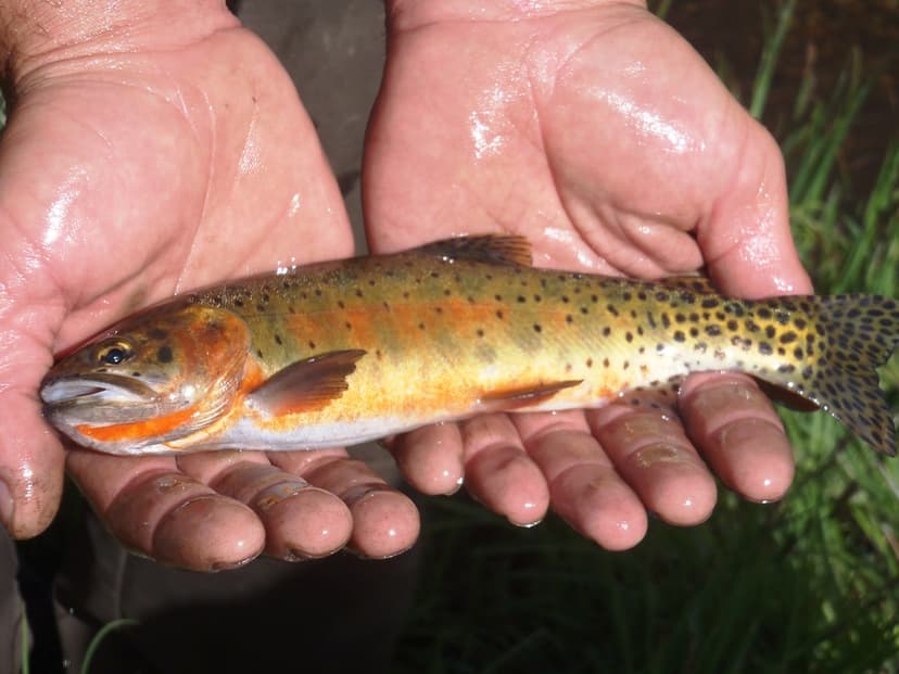 Rio Grande Cutthroat Trout collected in Willow Creek | Flickr