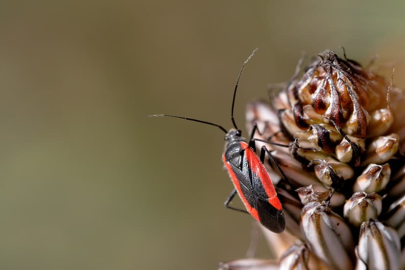 Pest | A member of the notorious Miridae family, this Dionco… | Flickr