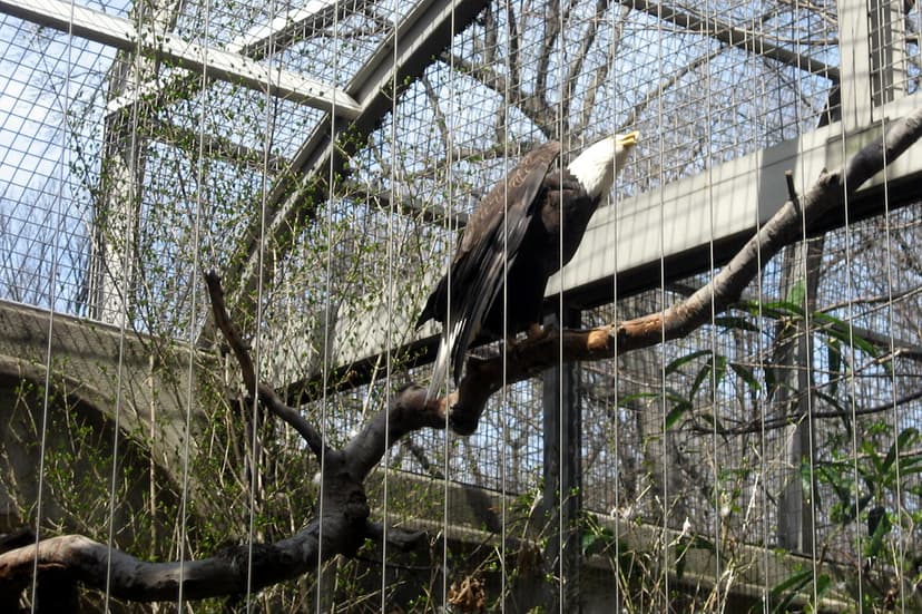 NYC - Bronx - Bronx Zoo: Birds of Prey - American Bald Eag… | Flickr