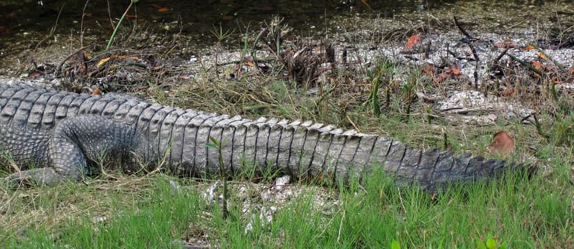 Alligator mississippiensis (American alligator) (Sanibel I… | Flickr