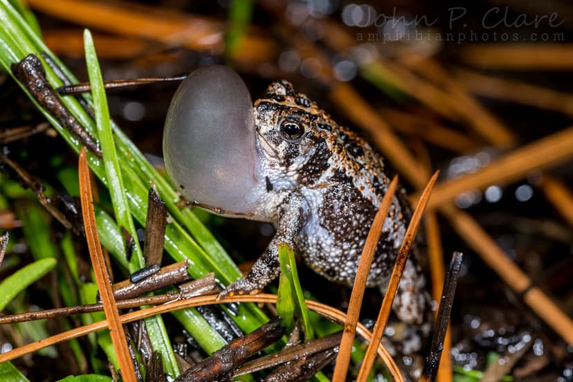 Oak Toad (Anaxyrus quercicus) | Calling Male. South Carolina… | Flickr