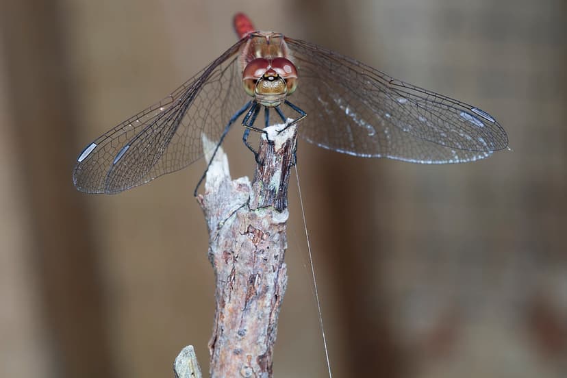 Evolutions triumph | Dragonfly (suborder Anisoptera), also c… | Flickr