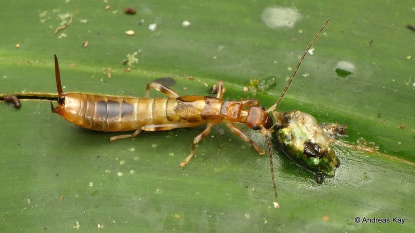 Earwig, Dermaptera | from Ecuador: www.flickr.com/andreaskay ...