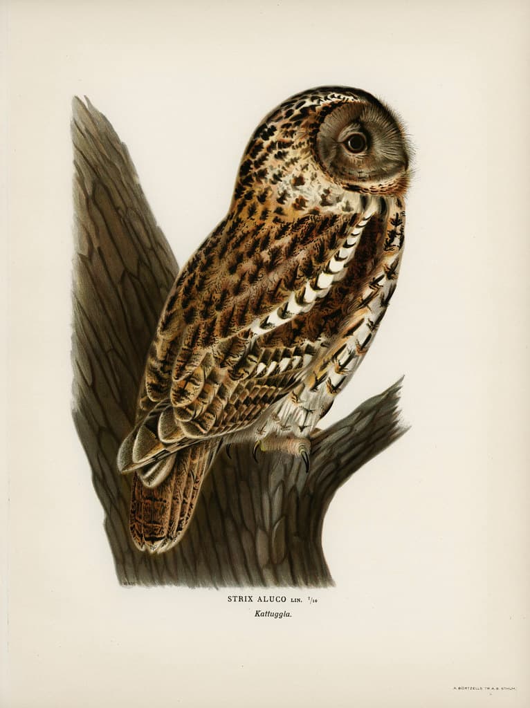 Strix aluco (Tawny owl) illustrated by the von Wright brot… | Flickr
