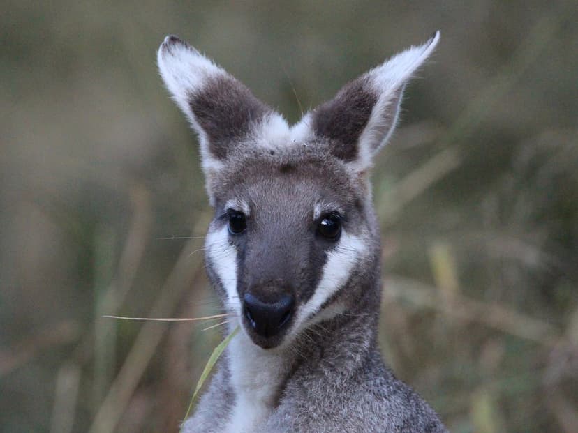 Pretty-faced Wallaby | Mark Gillow | Flickr