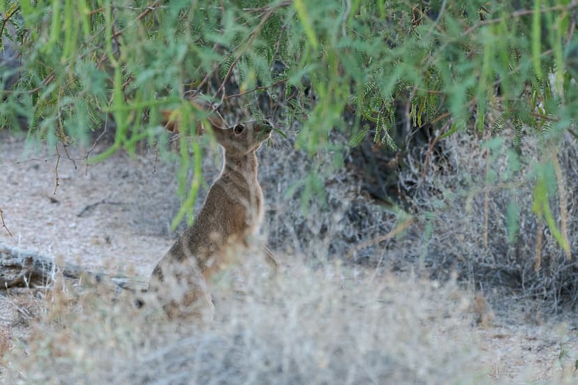 The Desert Giraffe | The sun hadn't yet risen above the moun… | Flickr