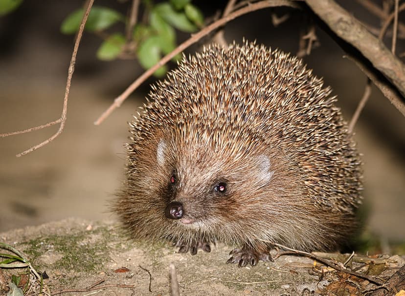 Hedgehog | Northern white-breasted hedgehog (Erinaceus rouma… | Flickr