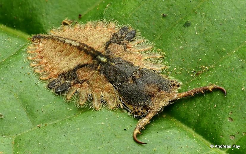 Owlfly larva, Ascalaphidae, Neuroptera | Images of an adult … | Flickr
