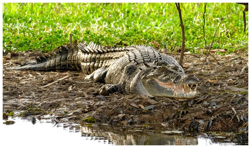 Male saltwater crocodile (5 metres plus), South Alligator … | Flickr