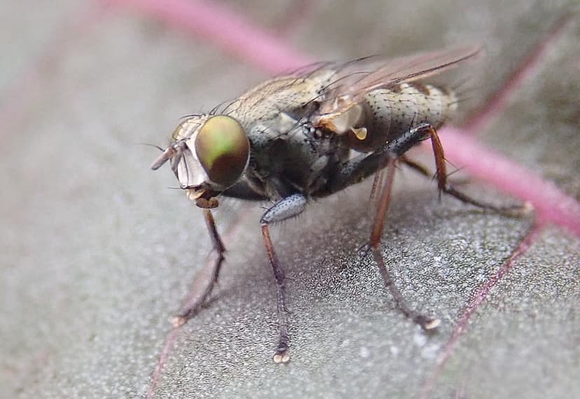 Muscidae; A Lispe sp. | Smallish fly found near water - Path… | Flickr
