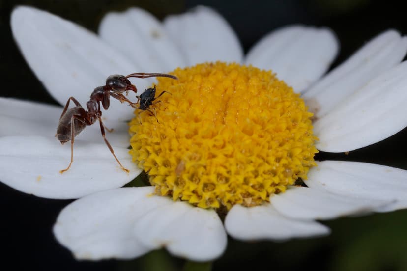 Friends | I've never managed to take a usable shot of an ant… | Flickr
