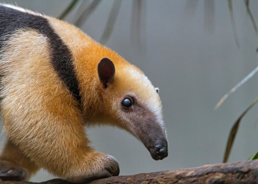 Tamandua walking on the branch | Profile portrait of a cute … | Flickr