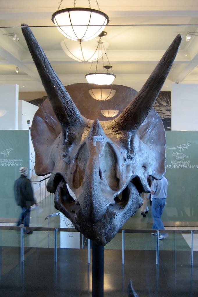 NYC - AMNH: Triceratops skull and jaws | Skull and jaws (cas… | Flickr