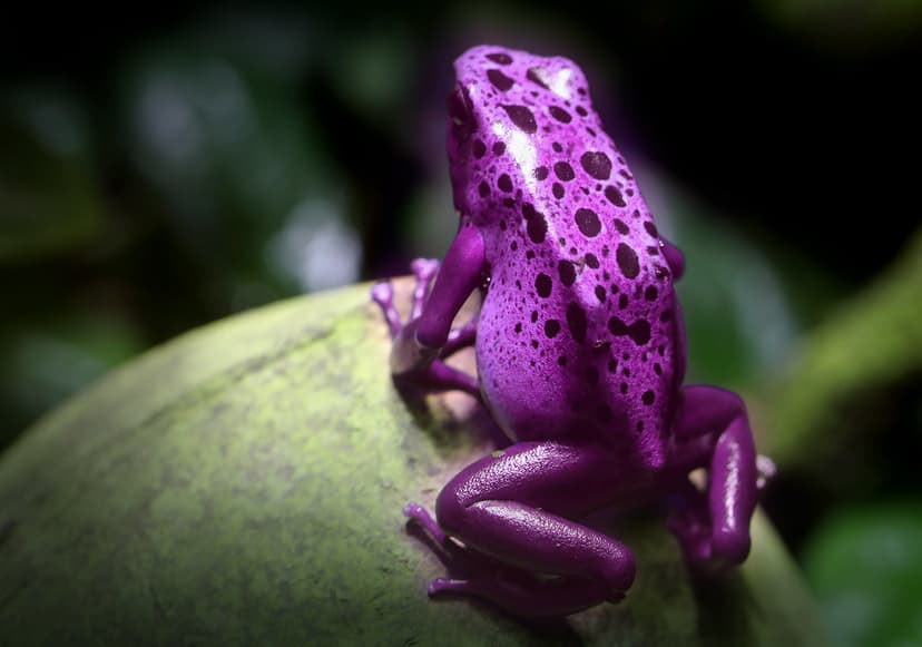 Pink Frog | An extremely rare pink poison-dart frog. I think… | Flickr