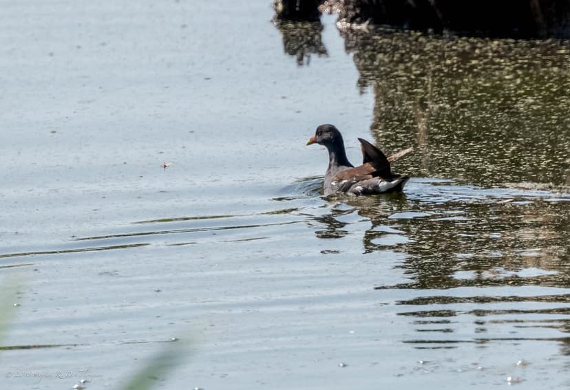 Common Moorhen | Lincoln, CA | Stephen R. D. Thompson | Flickr