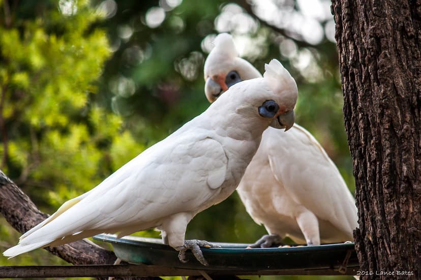 20161210-Little-Corellas-(Cacatua sanguinea) | This pair dro… | Flickr
