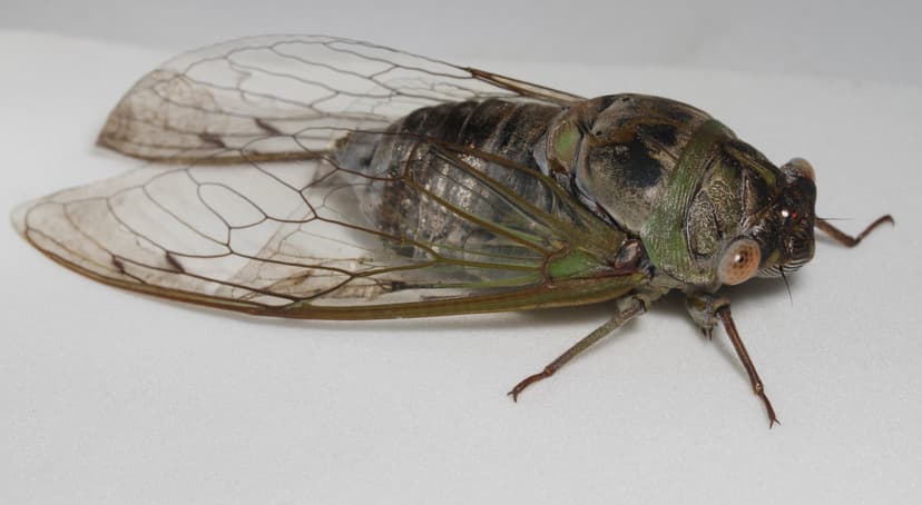 Big cicada | A large cicada (40 mm body length) found emergi… | Flickr