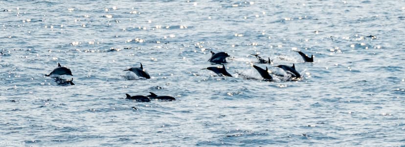 Large School/Pod ?? of Dolphins Traveling at Speed Headed … | Flickr