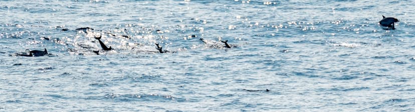 Large School/Pod ?? of Dolphins Traveling at Speed Headed … | Flickr