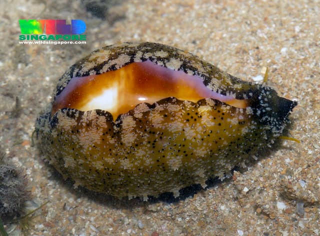 Onyx cowrie (Erronea onyx) | Singapore has lost many of our … | Flickr