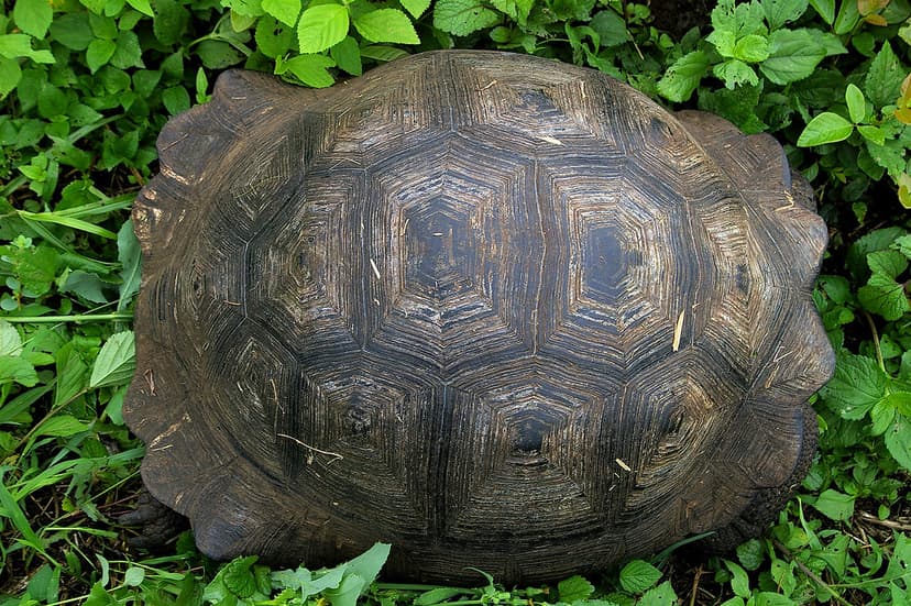 Giant Tortoise 1 | overhead shot of a juvenile (about 25 yr … | Flickr
