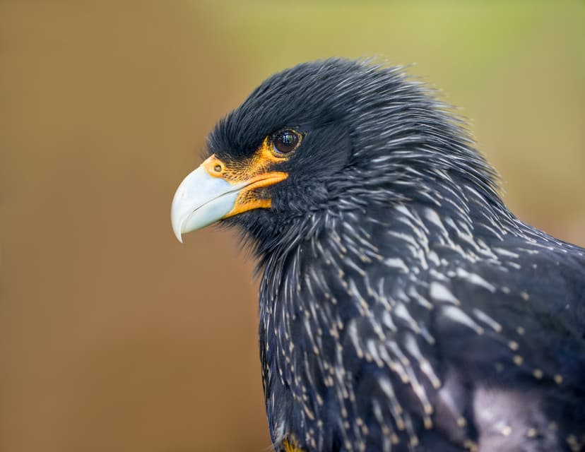 Striated Caracara (Phalcoboenus australis) | A Striated Cara… | Flickr