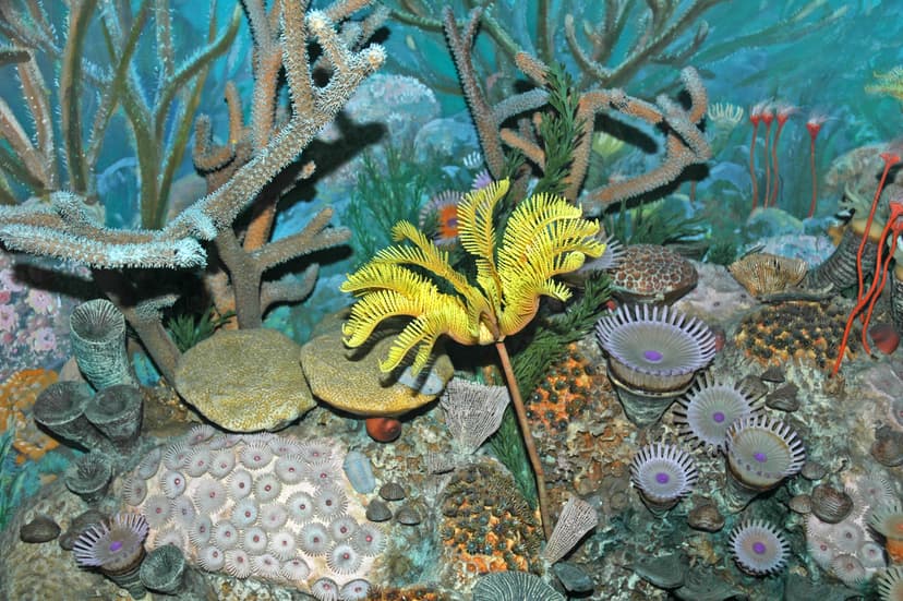 File:Diorama of a Devonian seafloor - crinoid, corals, brachiopods ...