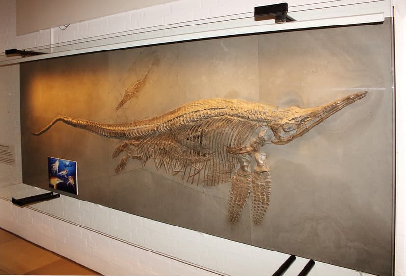 Stenopterygius crassiocostatus (Ichthyosaur) with 5 embryo… | Flickr