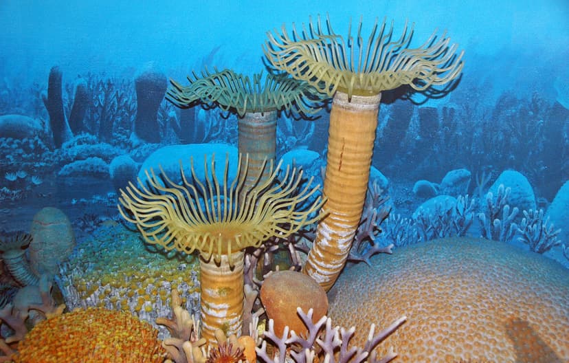 Diorama of a Devonian seafloor - corals 1 | Seen here is a m… | Flickr