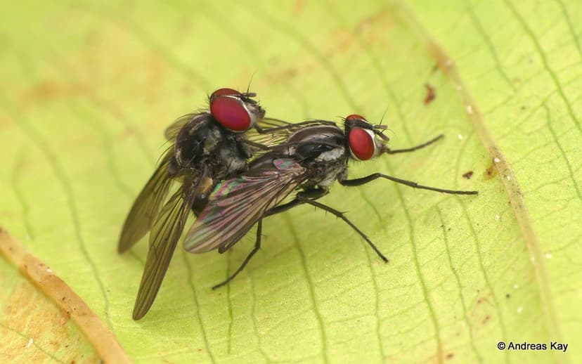 Flies mating, Muscidae | ID by Doug Yanega from Ecuador: www… | Flickr