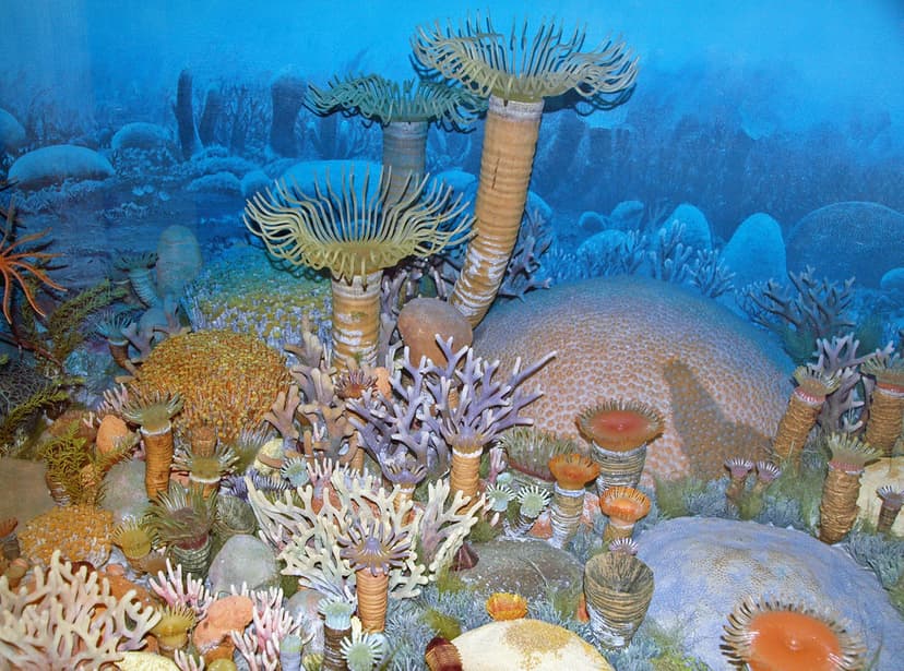 Diorama of a Devonian seafloor - corals 4 | Seen here is a m… | Flickr