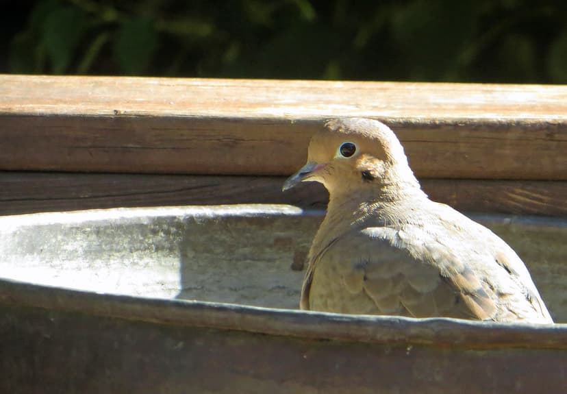 Mourning Dove Zenaida macroura | It's hard to tell whether t… | Flickr