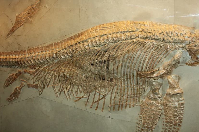 Stenopterygius crassiocostatus (Ichthyosaur) with 5 embryo… | Flickr