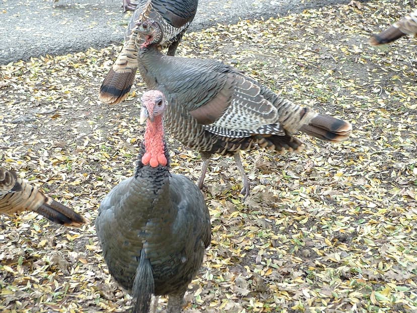 File:Turkey Lopez.jpg - Wikimedia Commons