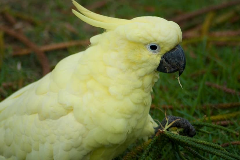 A Rare all over yellow Sulphur Crested Cockatoo | This is a … | Flickr
